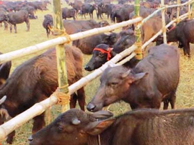 बजार अनुगमन : पशु बधशालालाई दर्ता गरेर मात्रै चलाउन निर्देशन
